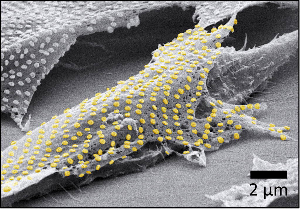 Tattoo technique transfers gold nanopatterns onto live cells