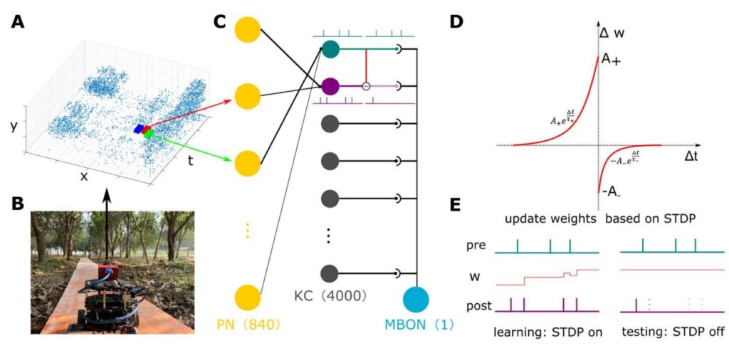 Farm robots inspired by ant brains