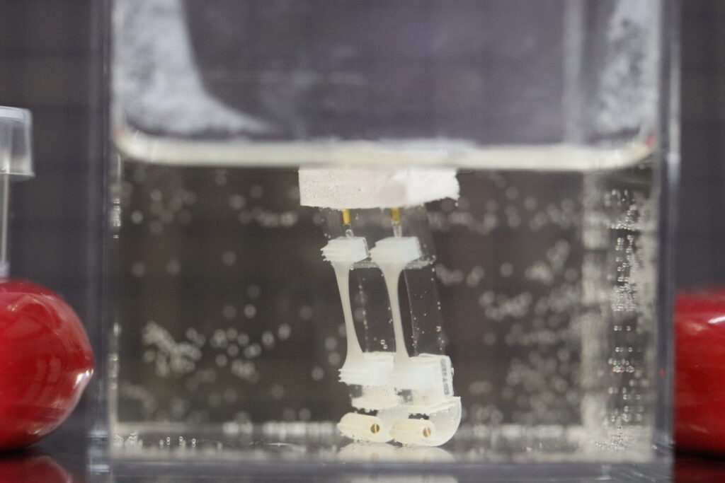 Scientists design a two-legged robot powered by muscle tissue