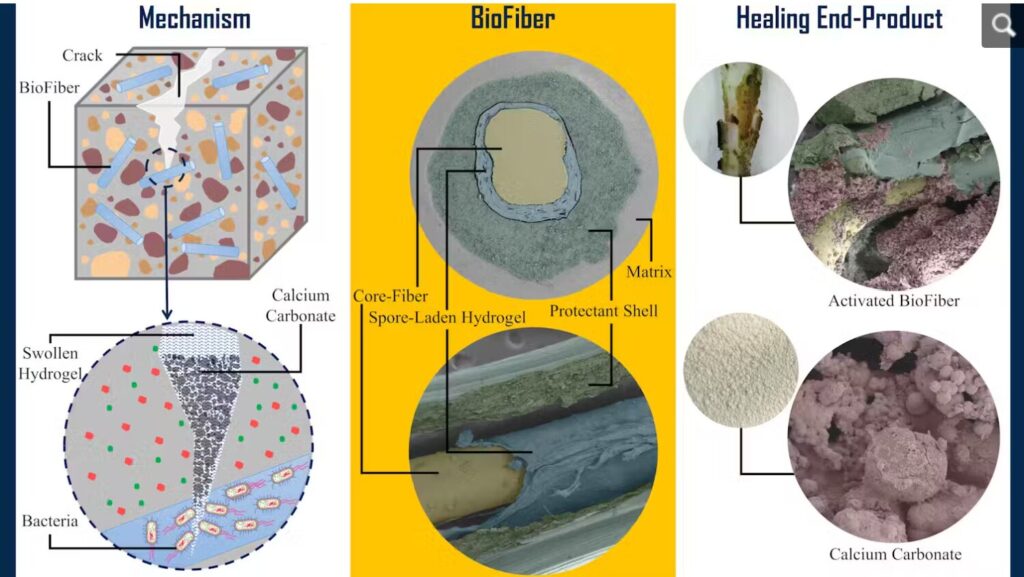 Thin, bacteria-coated fibers could lead to self-healing concrete that fills in its own cracks