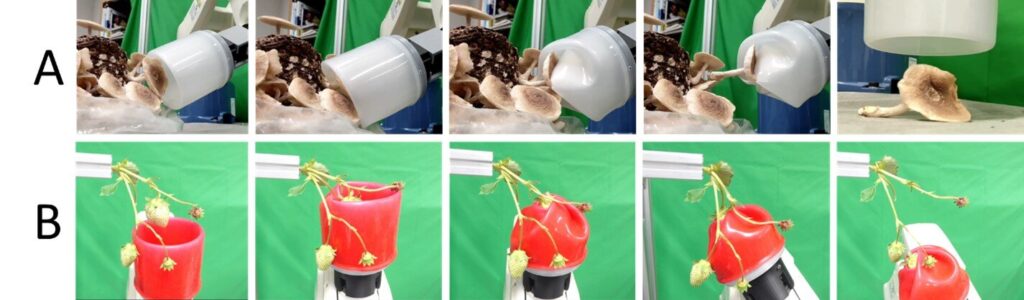 A gentle and versatile robotic gripper for efficient crop harvesting