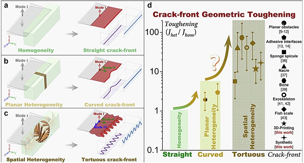 Researchers reveal toughening mechanism of crack front in bioinspired materials