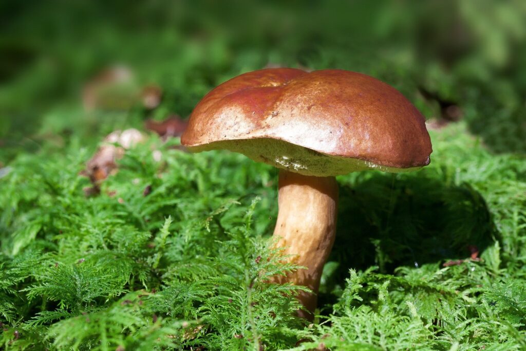 Mushrooms' microscopic filaments provide a blueprint for better materials