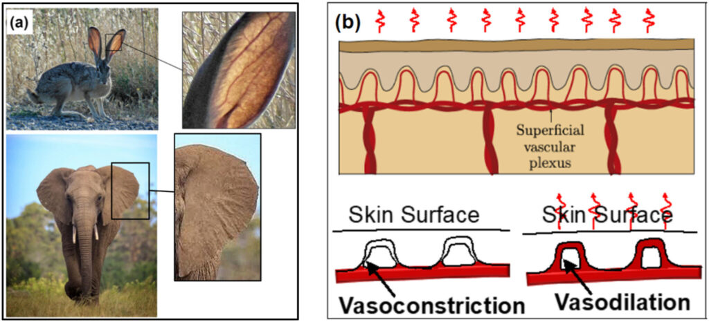 Inspired by elephant ears, new wall design could help buildings stay cool and cut energy use