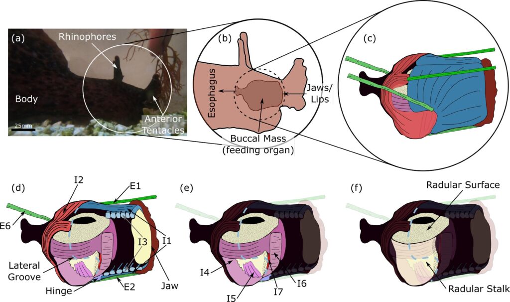 Sea slug research advances soft robotics