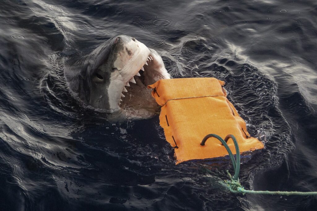 Bite-resistant wetsuits can reduce injuries from sharks Bite-resistant wetsuits can reduce injuries from sharks