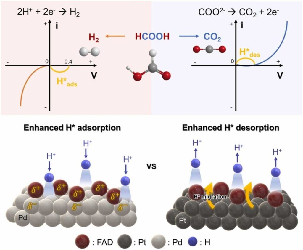 FAD-driven electrochemical system promises safer, cheaper green hydrogen storage FAD-driven electrochemical system promises safer, cheaper green hydrogen storage