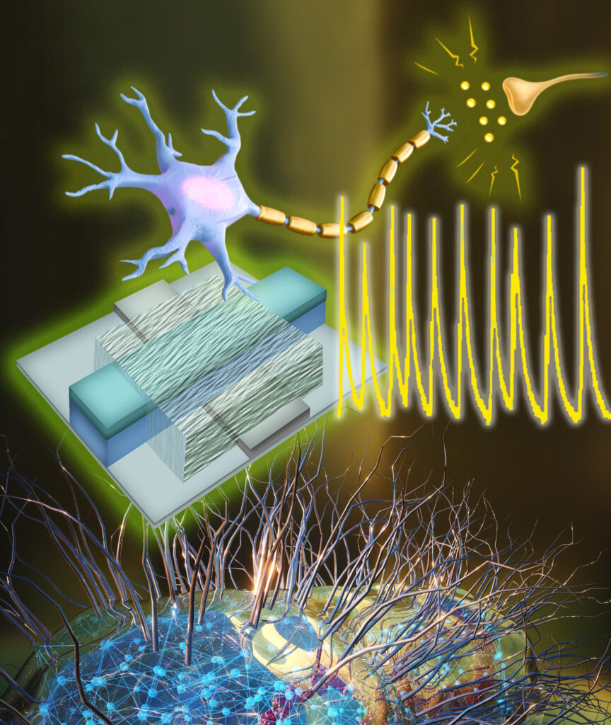 Engineers create first artificial neurons that could directly communicate with living cells