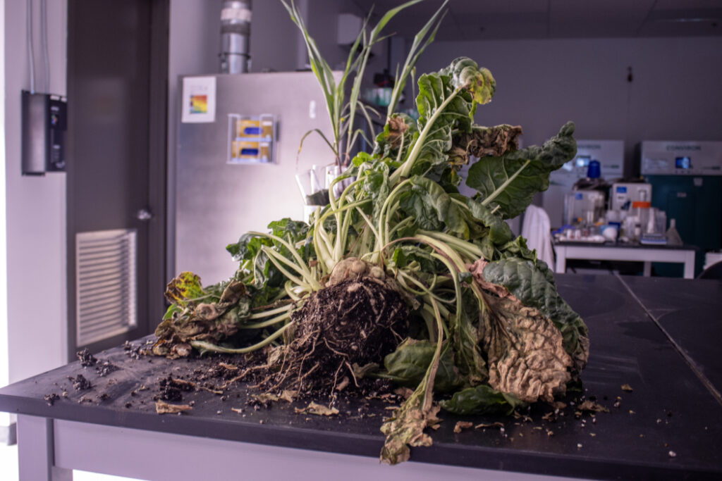 How Vive Crop Protection is helping farmers grow more, while using harmful pesticides less