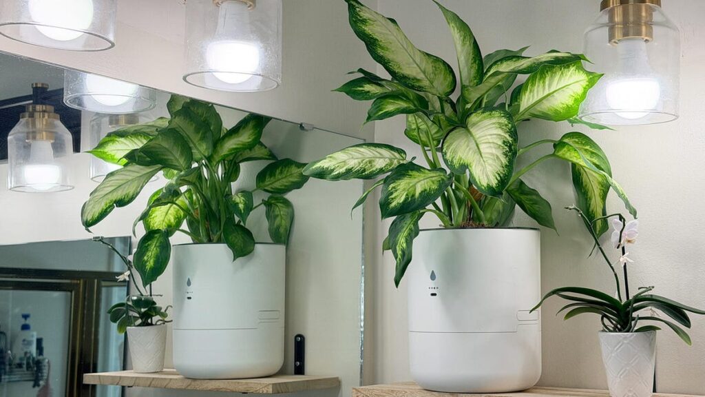 I let a smart planter maintain itself while I was away for 2 months - here's the result